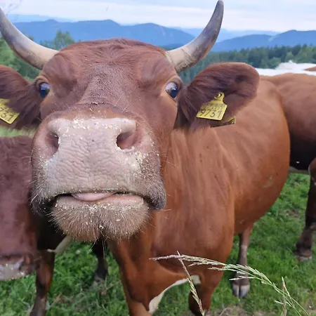 Tourist Farm Gricnik ファームステイ