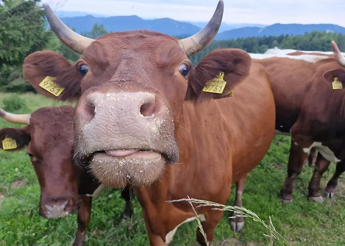 Tourist Farm Gricnik Smještaj na farmi