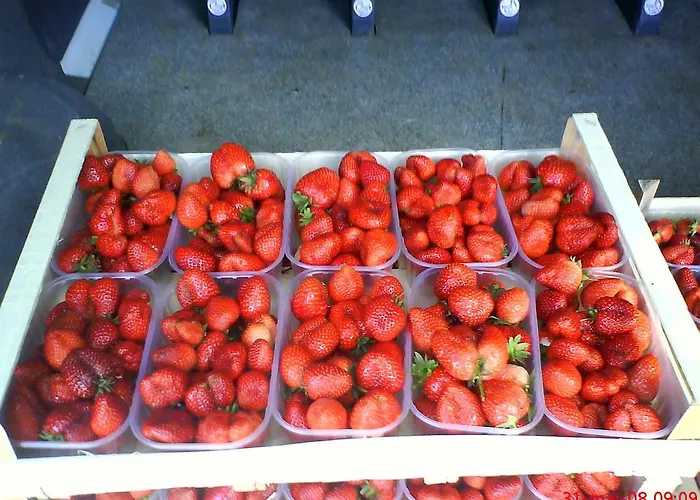 Tourist Farm Gricnik Resnik